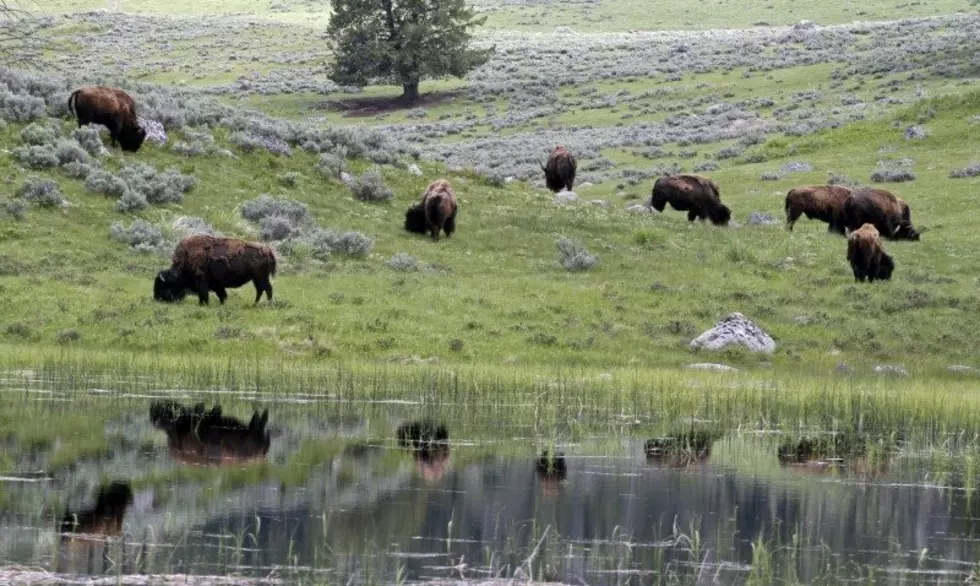 Yellowstone plans to thin bison herd by 900 animals