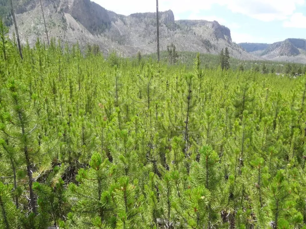 Post-1988 young lodgepole pine forests, photographed in 2014. (Monica Turner, CC BY-ND)