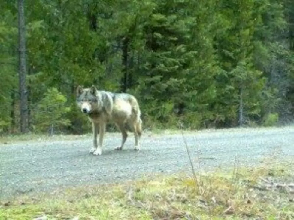 Oregon Sued for Removing Grey Wolf from Endangered List