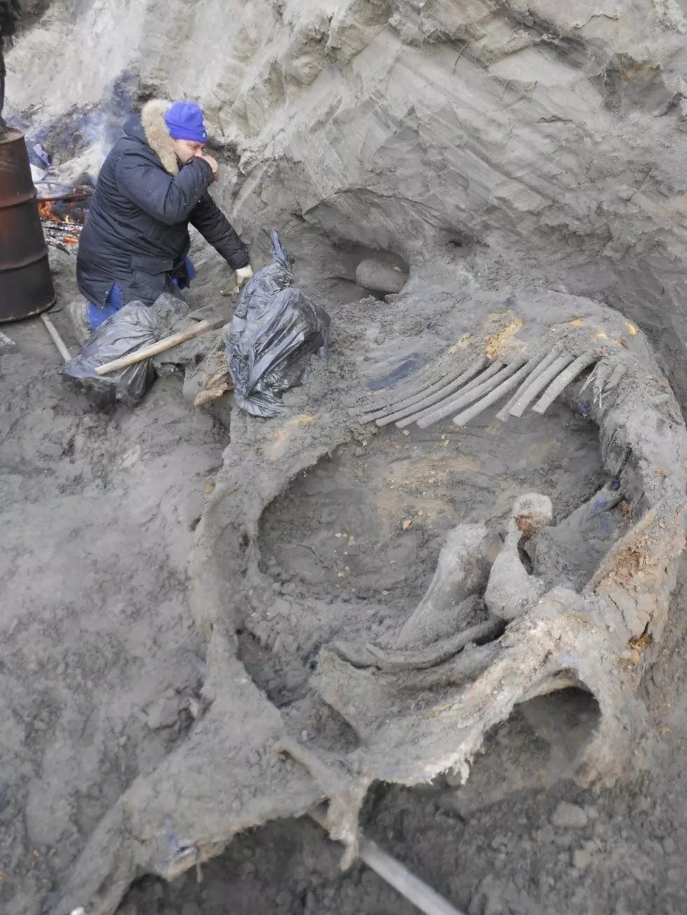 Mammoth Killed by Ancient Arctic Hunters 45,000 Years Ago