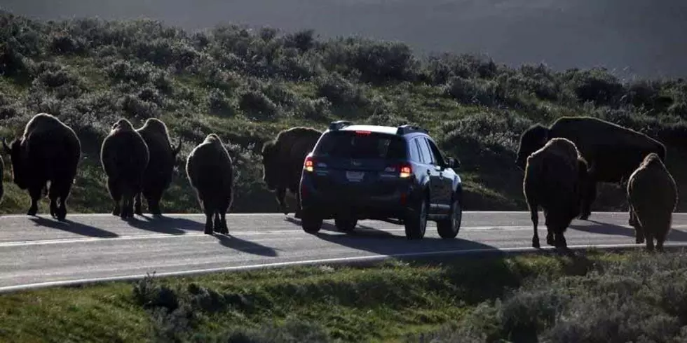 Yellowstone warns visitors to leave wildlife alone after bison calf incident