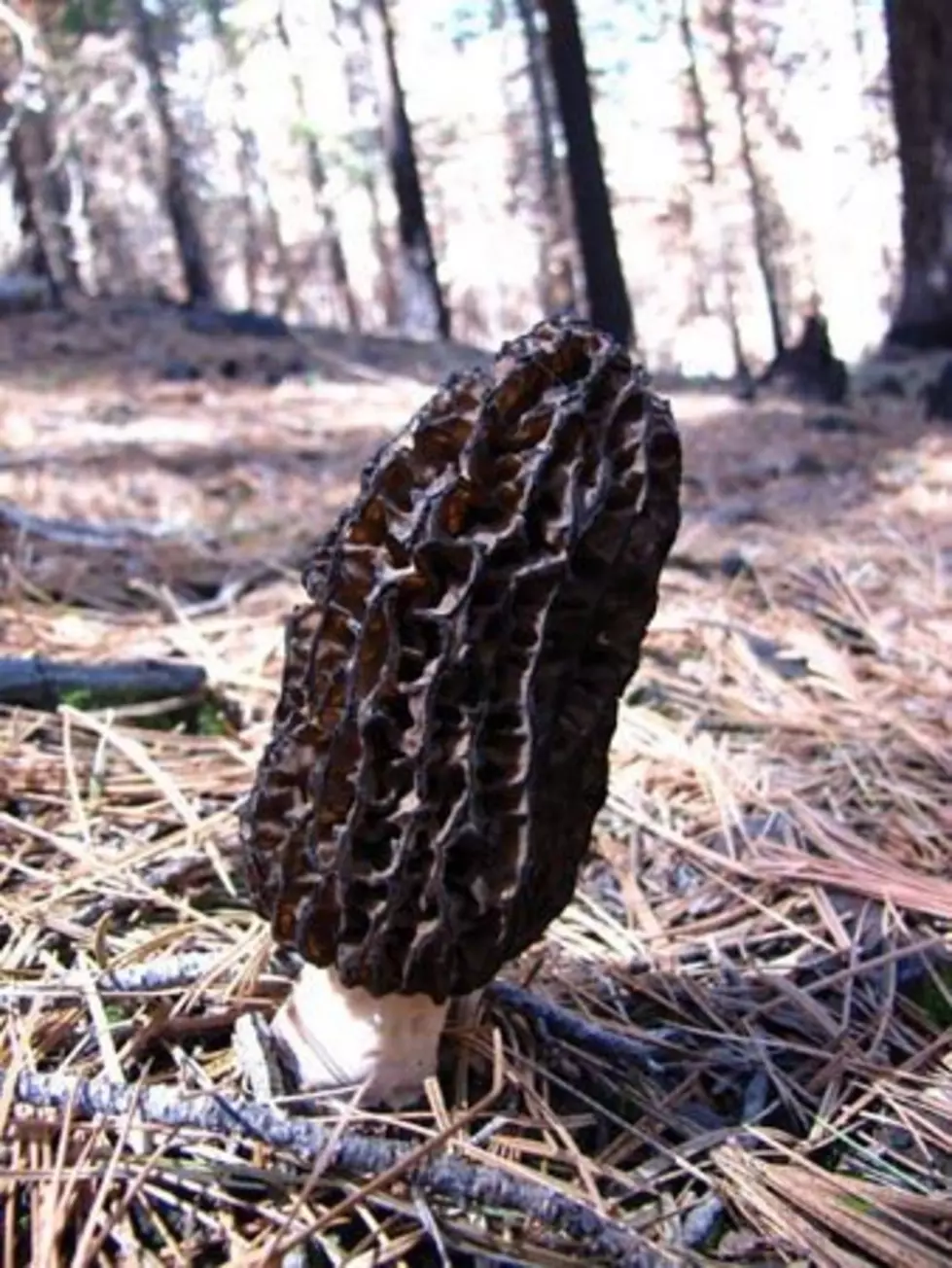 Morel research by UM prof explores fire and fungi