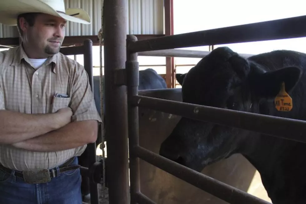 Bull breeders team up to market seedstock