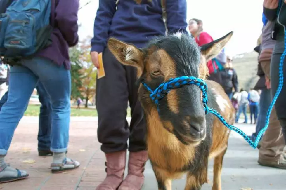 With goats and campaign rallies, students urged to vote in looming election