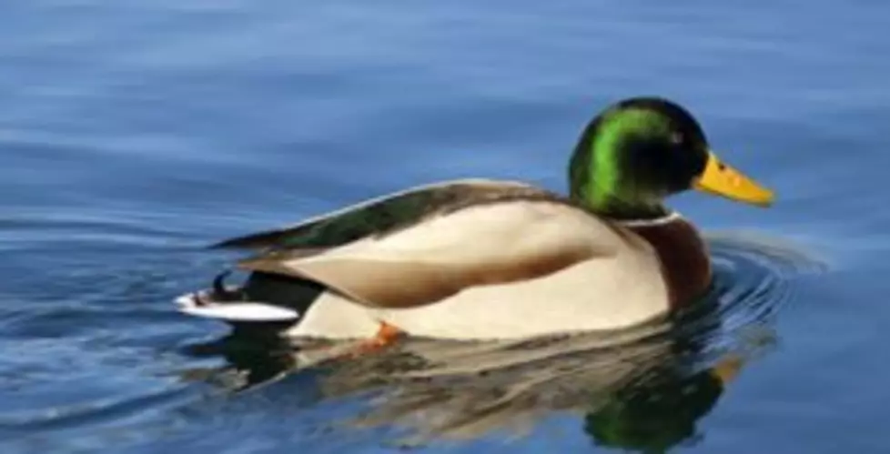 Bird flu strain found in a wild Montana duck