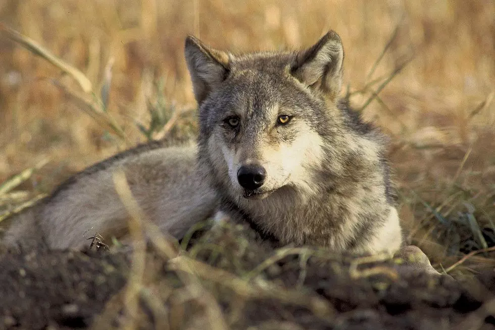 Court rules Wyoming wolves should be stripped of protection