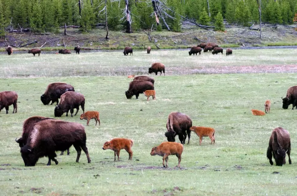 Wildlife advocates fight to stop Yellowstone bison culling