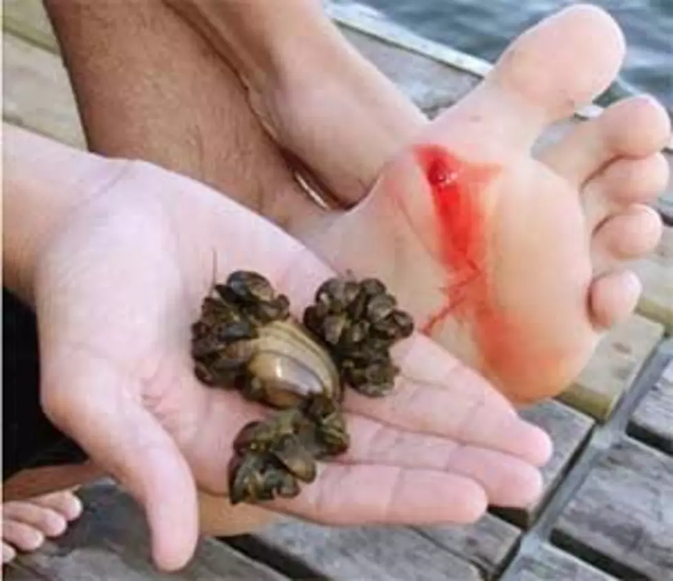 Senate bill creates fund to combat invasive mussels