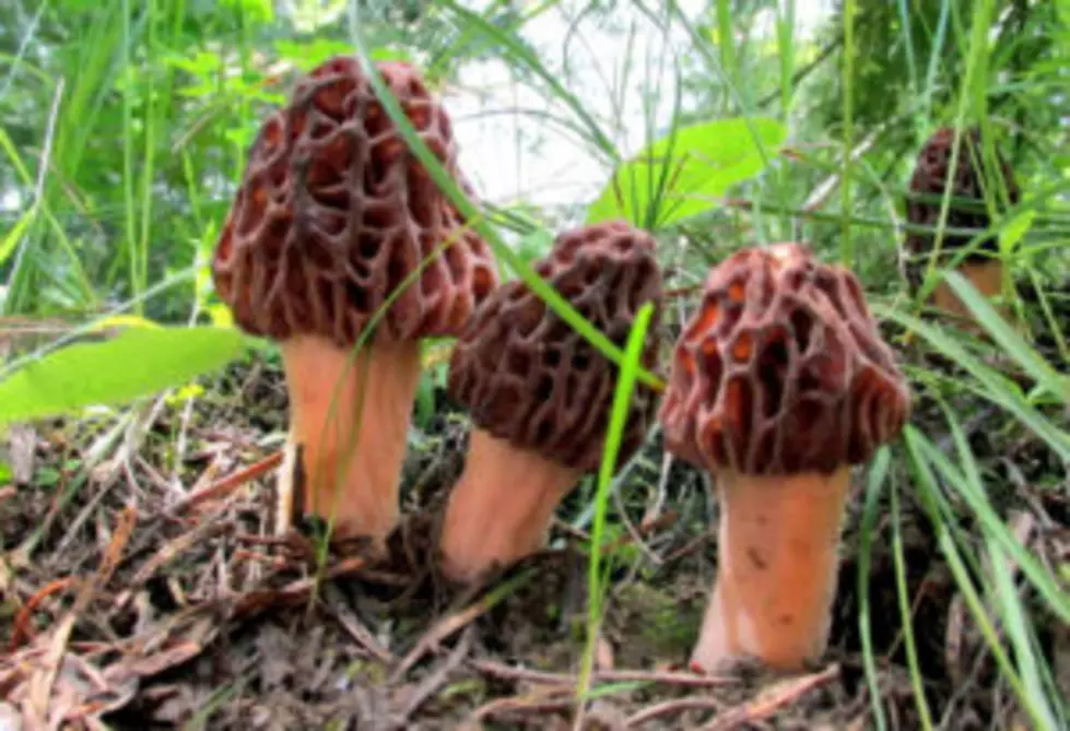Lolo Forest ready to issue morel mushroom permits