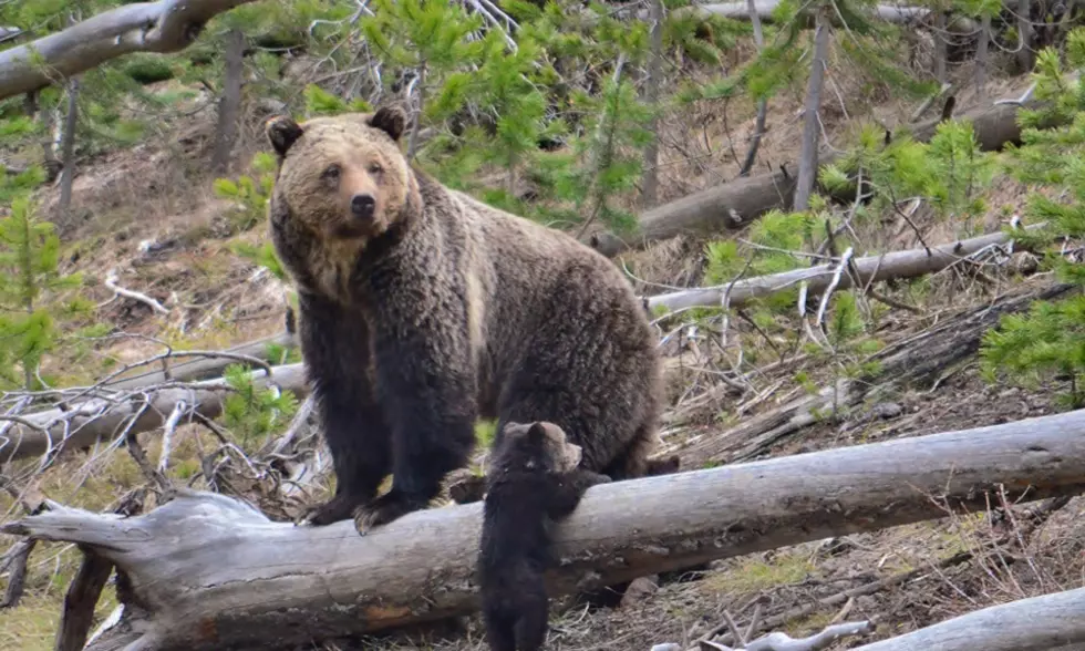 Northern Continental Divide: Montana FWP to set population targets for delisted grizzlies