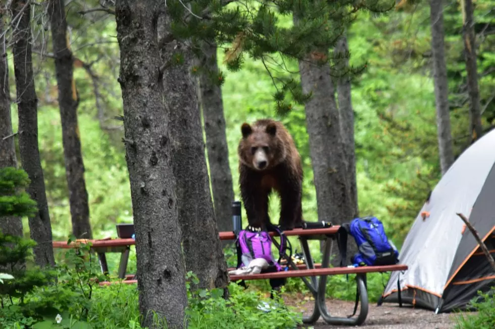 Glacier Park: Rising Sun limited to hard-sided camping after bear rips into tent