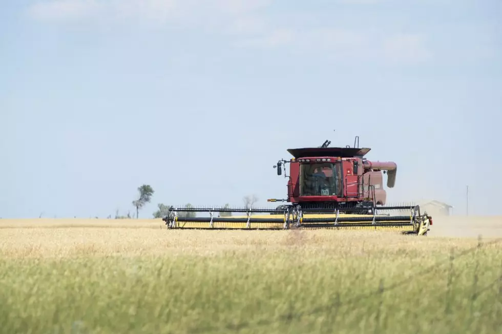 Winter wheat harvest begins on Montana&#8217;s Hi-Line