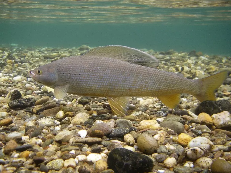 Court: Feds must reconsider endangered status for Arctic grayling in Montana