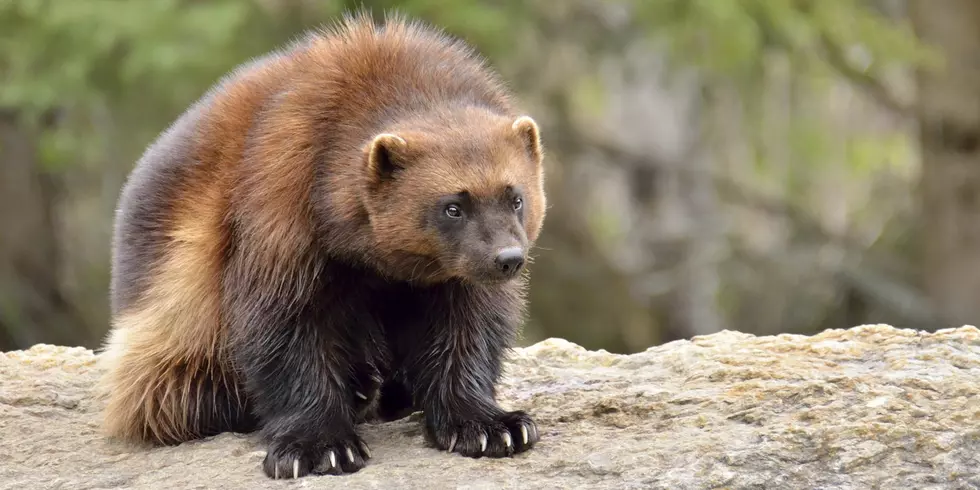 Wolverine, lynx populations fluctuate in Southwest Crown of the Continent