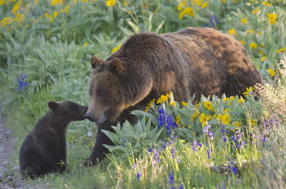 Loss of USFWS personnel makes grizzly recovery uncertain