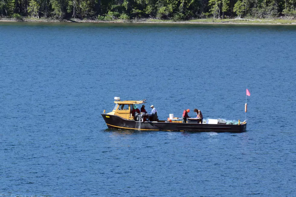 FWP reconsiders gill-netting lake trout in Swan Lake