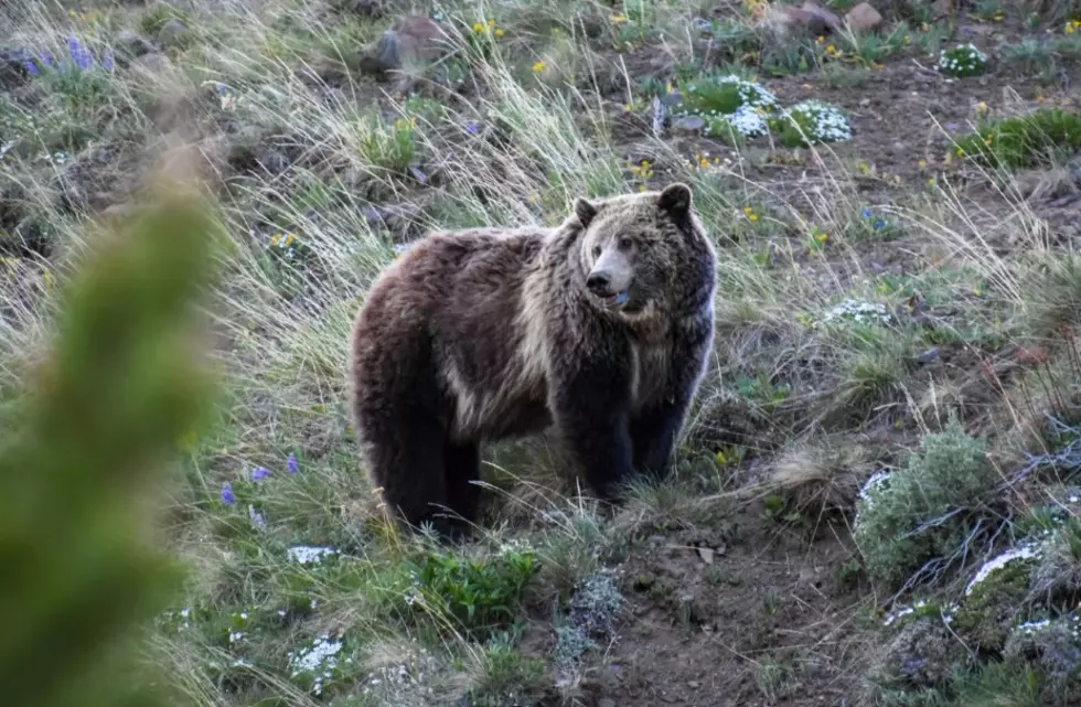 Hunters fire at grizzly bears attracted by deer carcass
