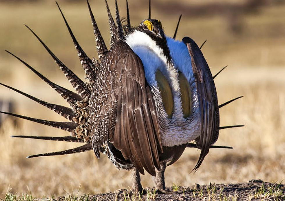 Zinke to review sage-grouse conservation rules
