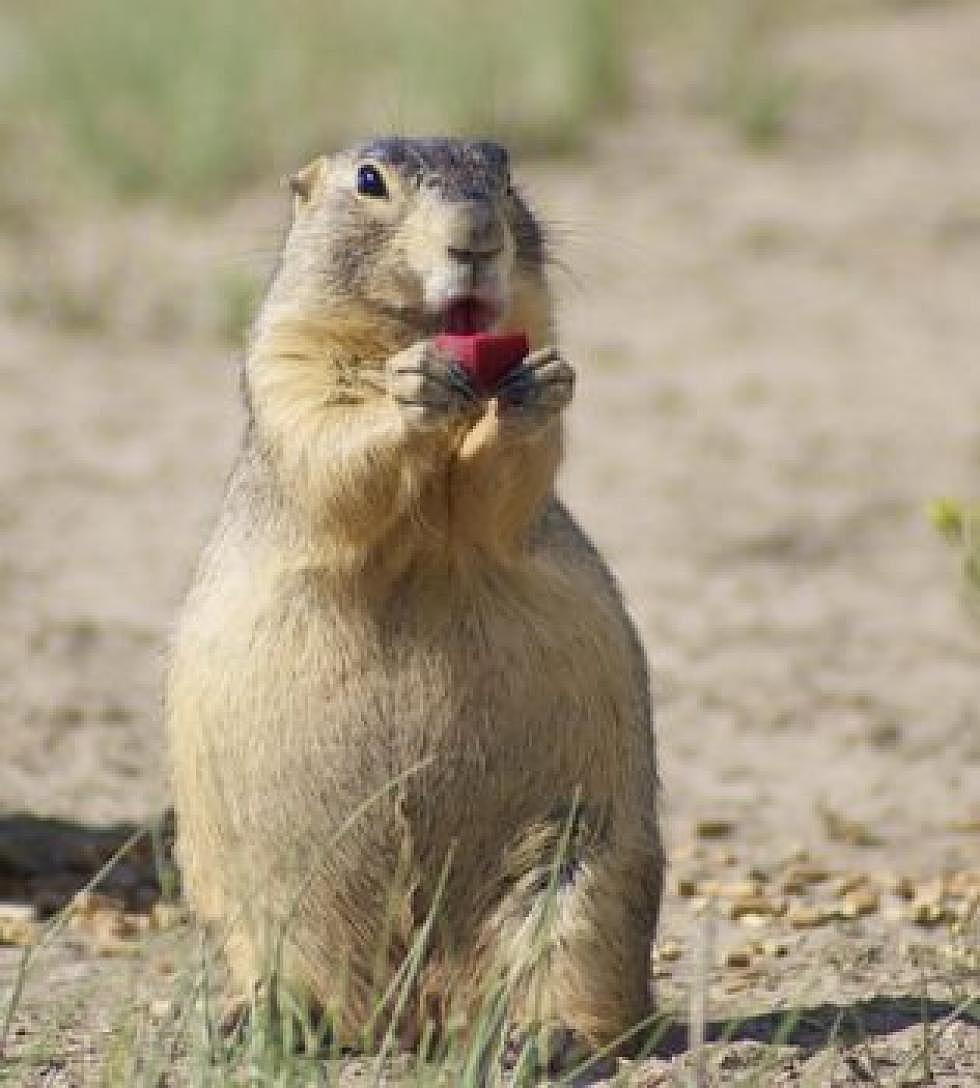 Field tested in Montana, prairie dog vaccine could save endangered ferret