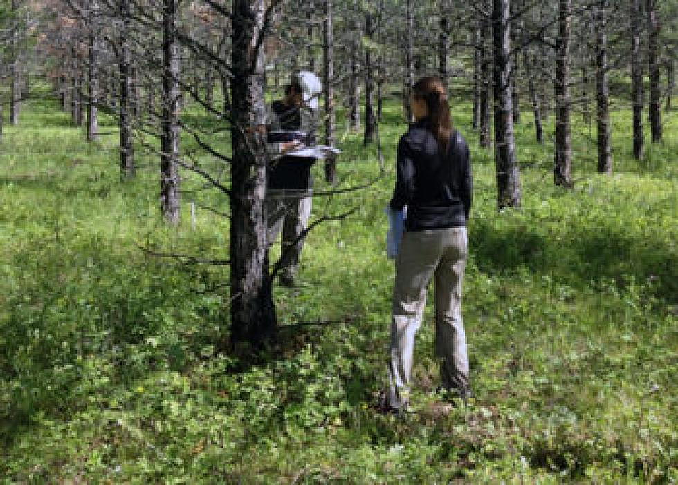 UM study: Slow-growing ponderosa better able to survive pine beetle