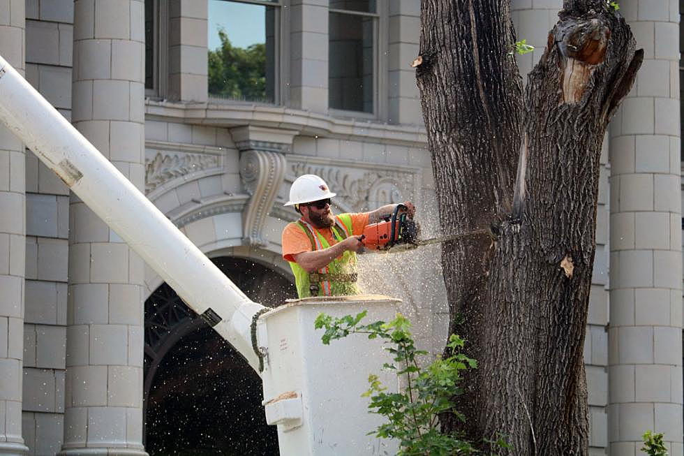 Exterior renovations continue with removal of courthouse trees