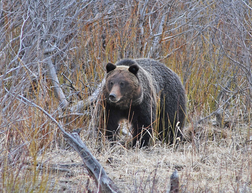 FWP responds to increasing number of grizzly and black bear incidents