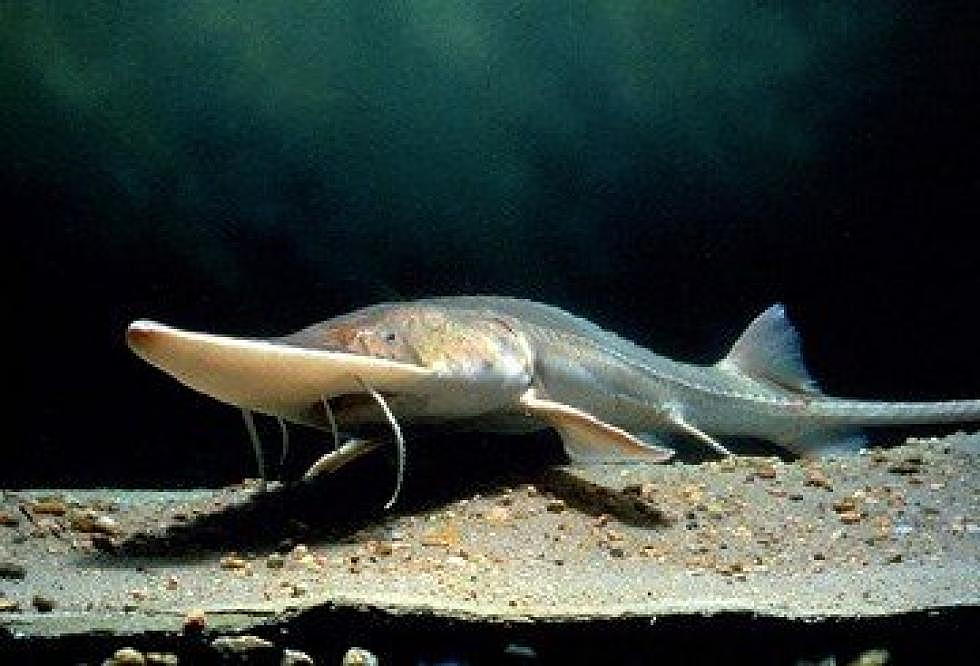 9th Circuit revives Lower Yellowstone dam designed to aid endangered sturgeon