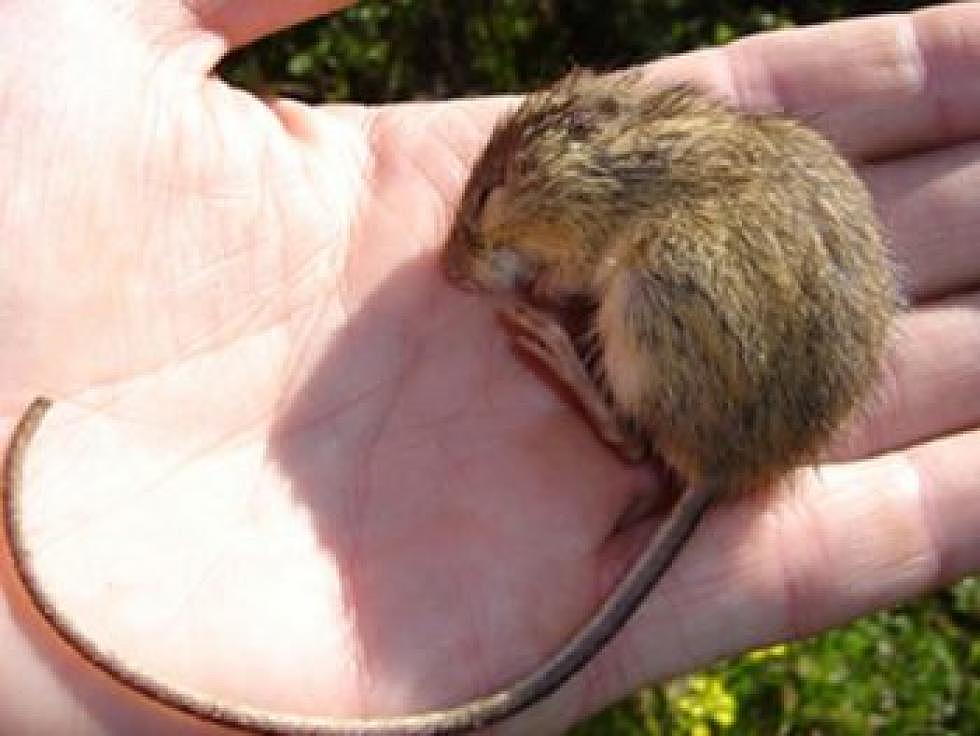 The Preble's meadow mouse has a long bi-colored tail. (USFWS)