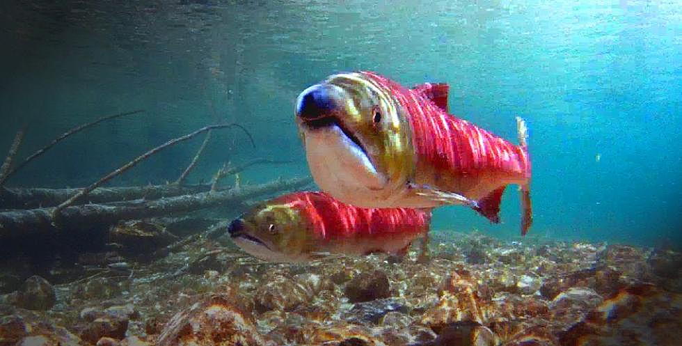 9th Circuit: Feds must change Columbia River dam operations to protect salmon