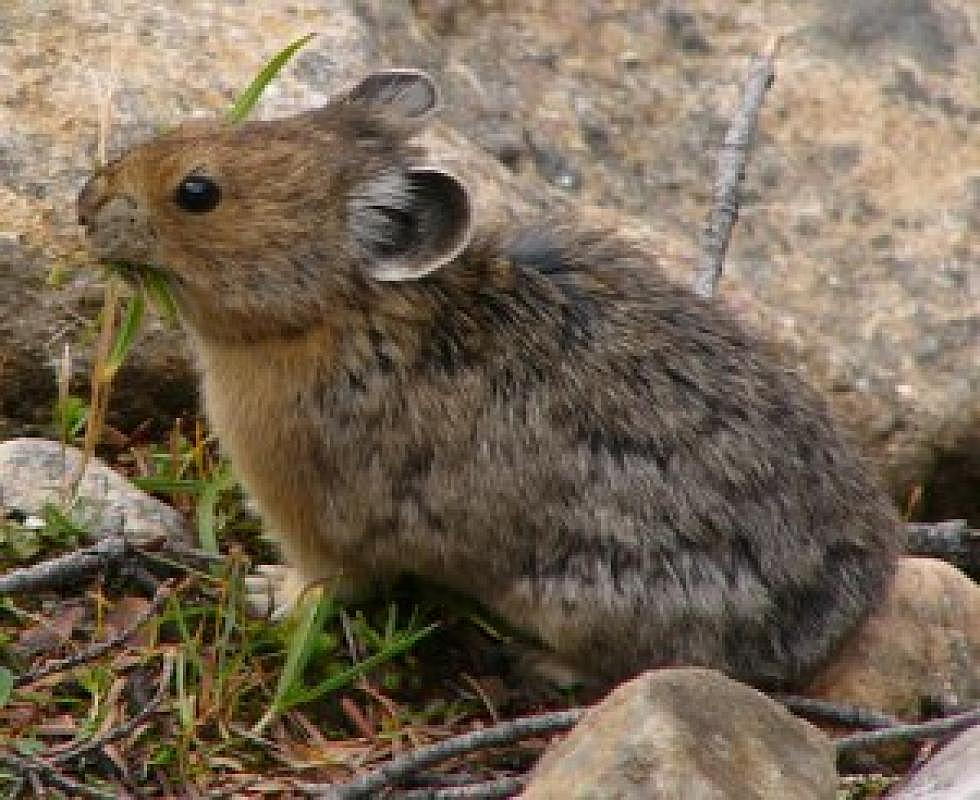 Hot, cold, dry or wet, pikas resistant to climate change, study finds