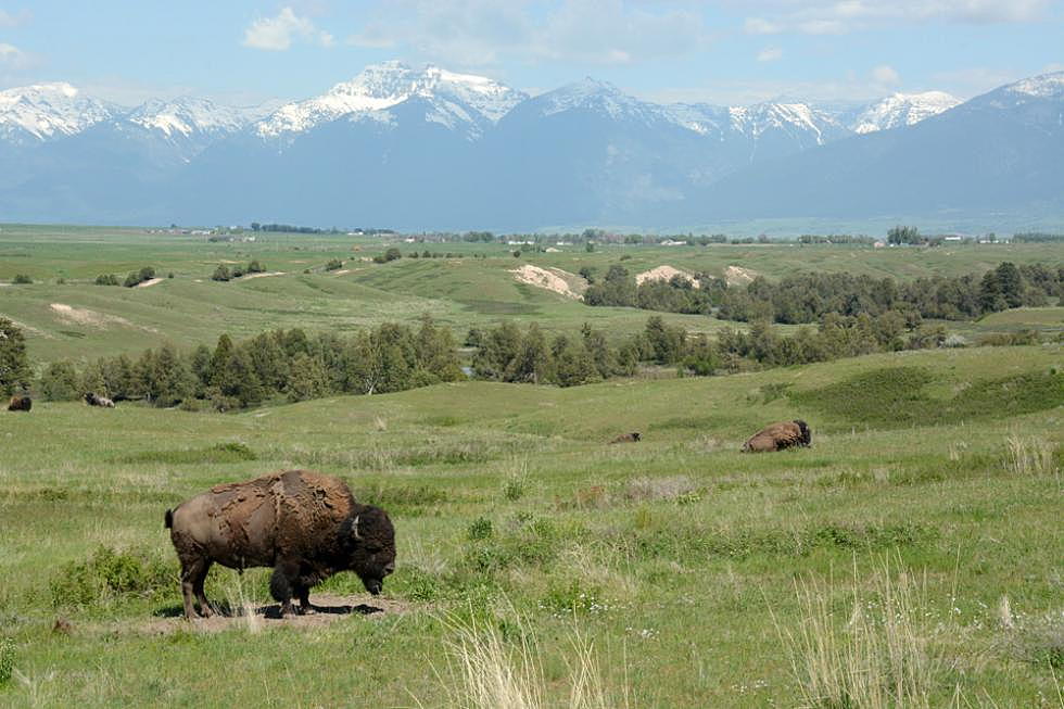 Montana tribes push state to restore wild bison herd