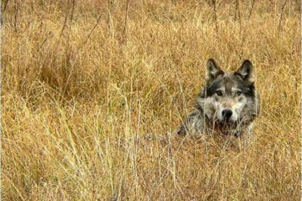 Endangered Species Act protections helped gray wolves return to the lower 48 states. (USFWS)