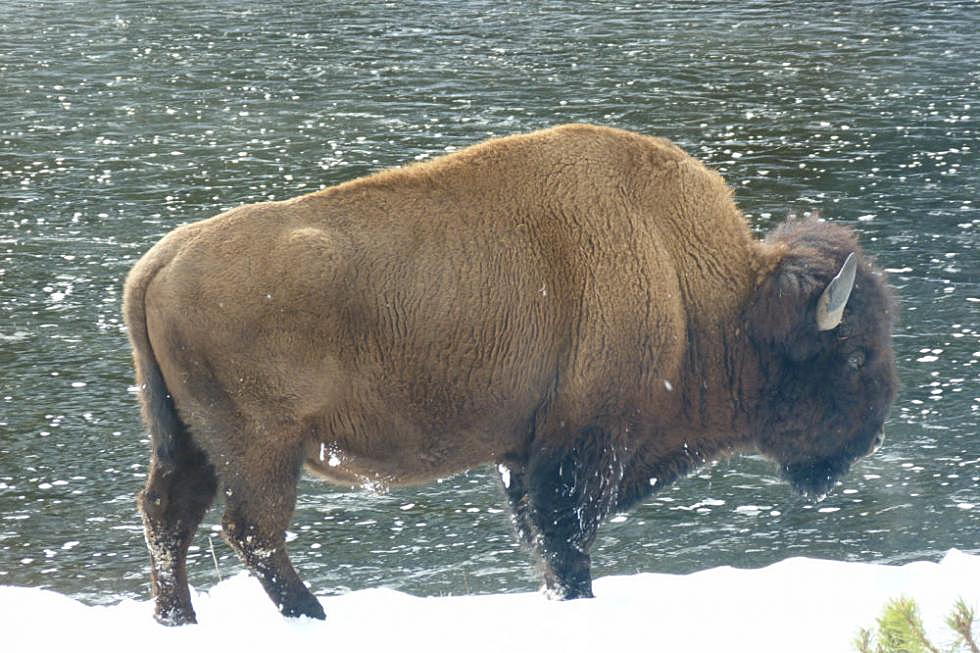 Tribes, Montana FWP struggle to control Yellowstone bison hunt