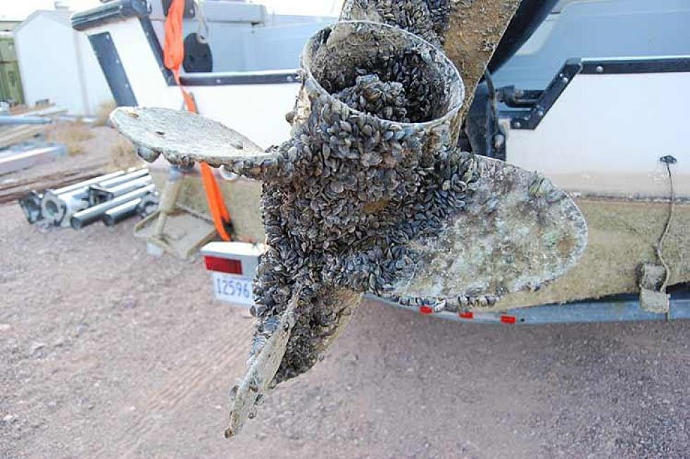 Sustainable Missoula: Clark Fork is the Columbia&#8217;s last defense against invasive mussels