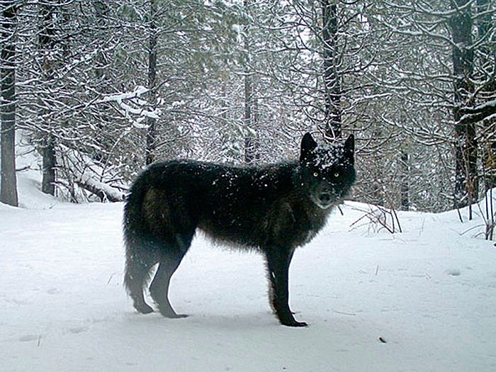 After killing wolf, Gianforte signs bills allowing strangulation, expanded hunting of wolves