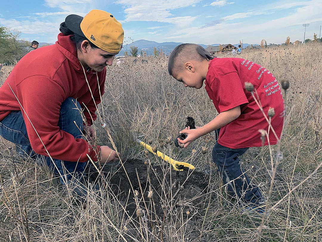 Salish Youth Plant Bitterroot On Historic Grounds Reconnect With Heritage Missoula Current