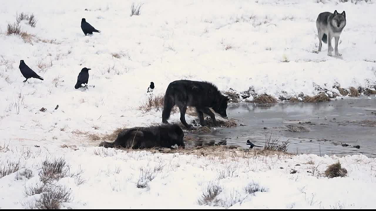 Yellowstone National Park Genetic Researchers Pinpoint