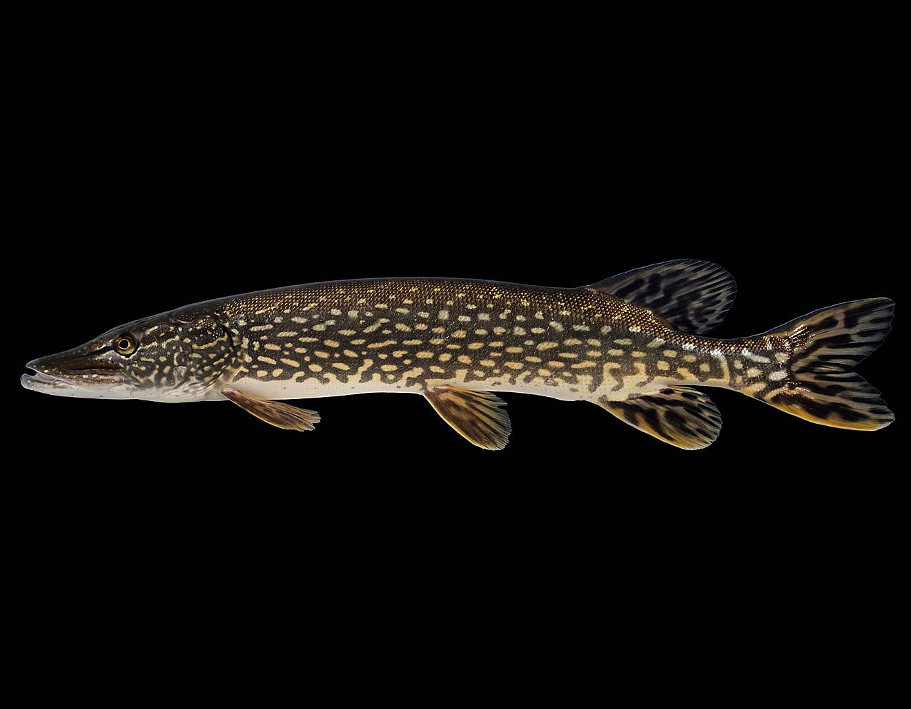 biologists-find-nonnative-northern-pike-in-placid-lake-missoula-current