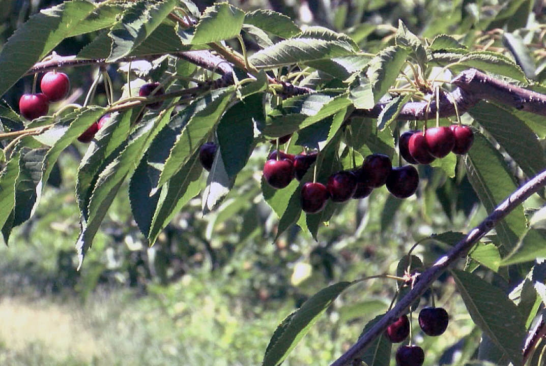 Flathead Lake cherry harvest in peak season and they're naturally