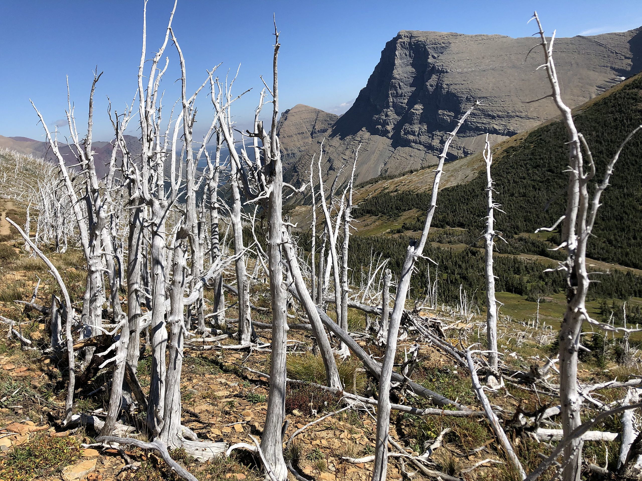 Feds list whitebark pine as threatened species, citing climate change, deadly fungus - Missoula Current