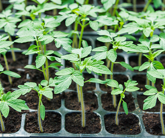 Sustainable Missoula: Growing a food-secure community